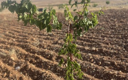 YAŞAMI YERİNDE  İNŞA KOOPERATİFİ