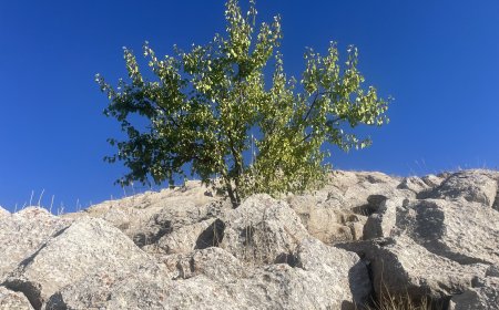 biz yaşamı yerinde ve yeniden işe hareket olarak bölgenin bozkırlarını ve zayıflayan umutlar yeşertceğiz