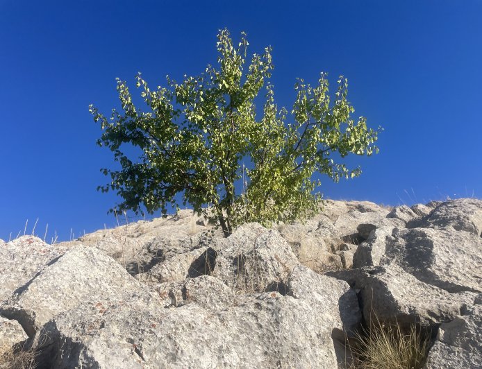 biz yaşamı yerinde ve yeniden işe hareket olarak bölgenin bozkırlarını ve zayıflayan umutlar yeşertceğiz