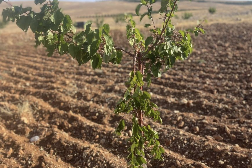 YAŞAMI YERİNDE  İNŞA KOOPERATİFİ