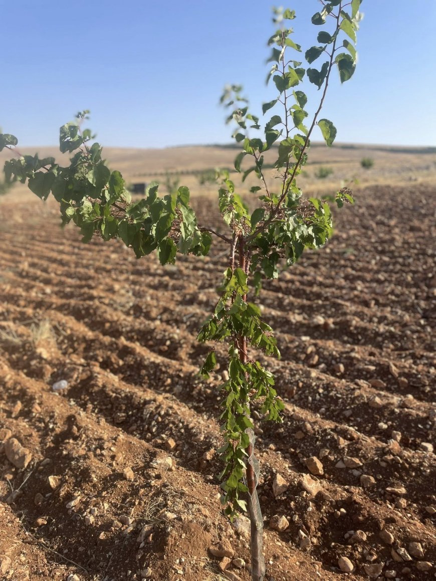 YAŞAMI YERİNDE  İNŞA KOOPERATİFİ