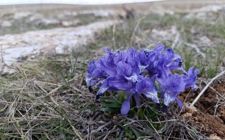 YAŞAMI YENİD İNŞA KOOPERATİFİ’NDEN NEWROZ MESAJI: “TOPRAĞA DÖNÜŞ VE ORTAK YAŞAM ÇAĞRISI”