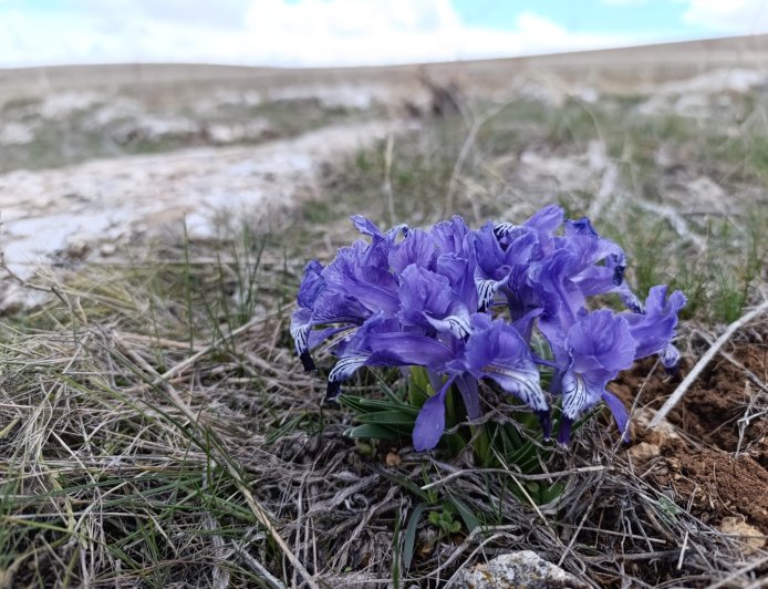YAŞAMI YENİD İNŞA KOOPERATİFİ’NDEN NEWROZ MESAJI: “TOPRAĞA DÖNÜŞ VE ORTAK YAŞAM ÇAĞRISI”