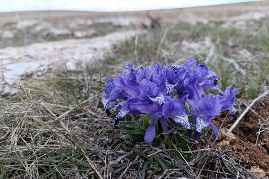 YAŞAMI YENİD İNŞA KOOPERATİFİ’NDEN NEWROZ MESAJI: “TOPRAĞA DÖNÜŞ VE ORTAK YAŞAM ÇAĞRISI”