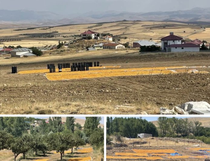 YAŞAMI YERİNDE VE YENİDEN İNŞA HAREKETİ: TOPRAKTA UMUDU, ÜRETİMDE GELECEĞİ BÜYÜTÜYOR