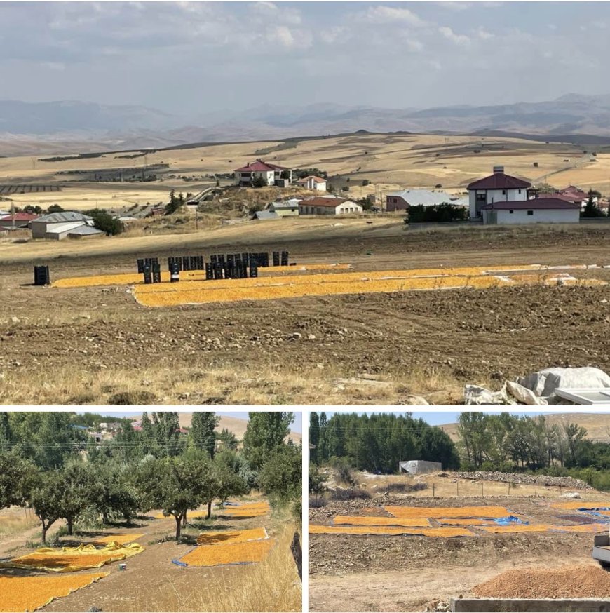 YAŞAMI YERİNDE VE YENİDEN İNŞA HAREKETİ: TOPRAKTA UMUDU, ÜRETİMDE GELECEĞİ BÜYÜTÜYOR